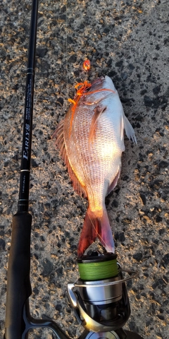 マダイの釣果