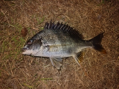 キビレの釣果