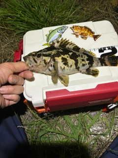 タケノコメバルの釣果