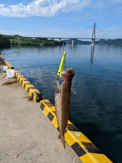 エソの釣果