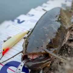 ナマズの釣果