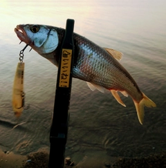 ハスの釣果