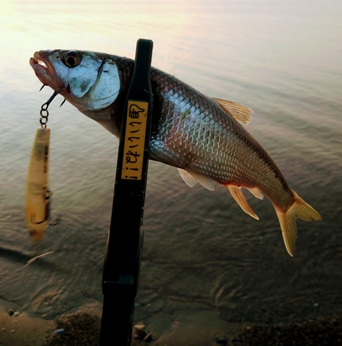 ハスの釣果