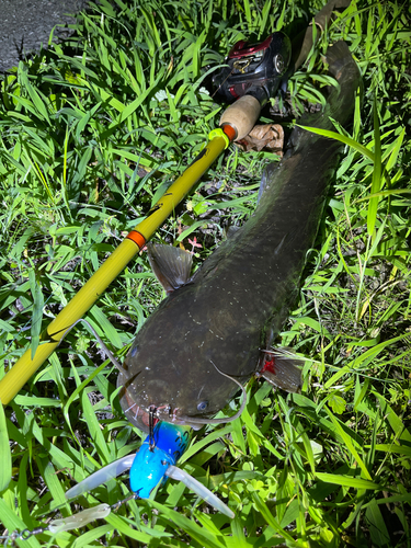 ナマズの釣果