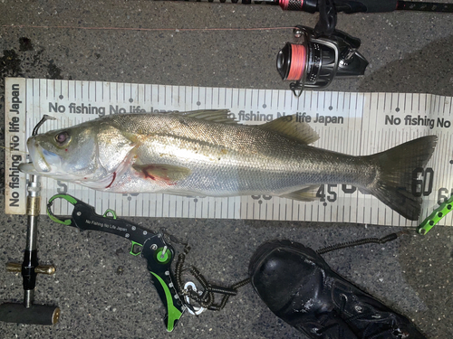 シーバスの釣果