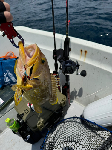 アオハタの釣果