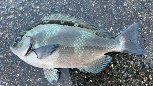 メジナの釣果