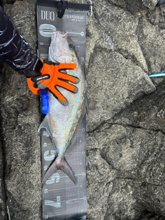 ヒレナガカンパチの釣果