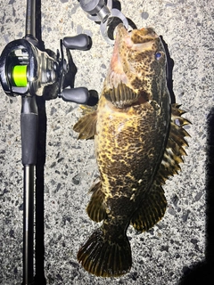 タケノコメバルの釣果