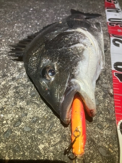 チヌの釣果