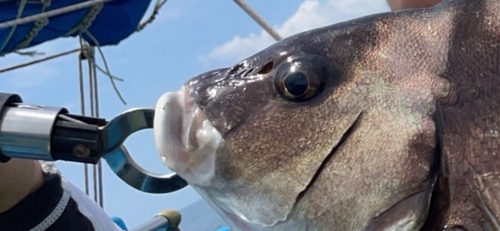 コショウダイの釣果