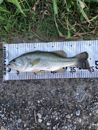 ブラックバスの釣果