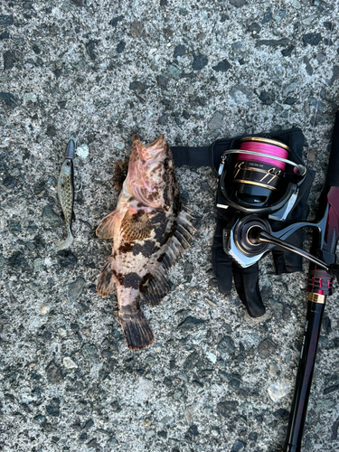 タケノコメバルの釣果