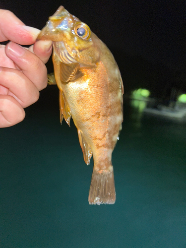 メバルの釣果