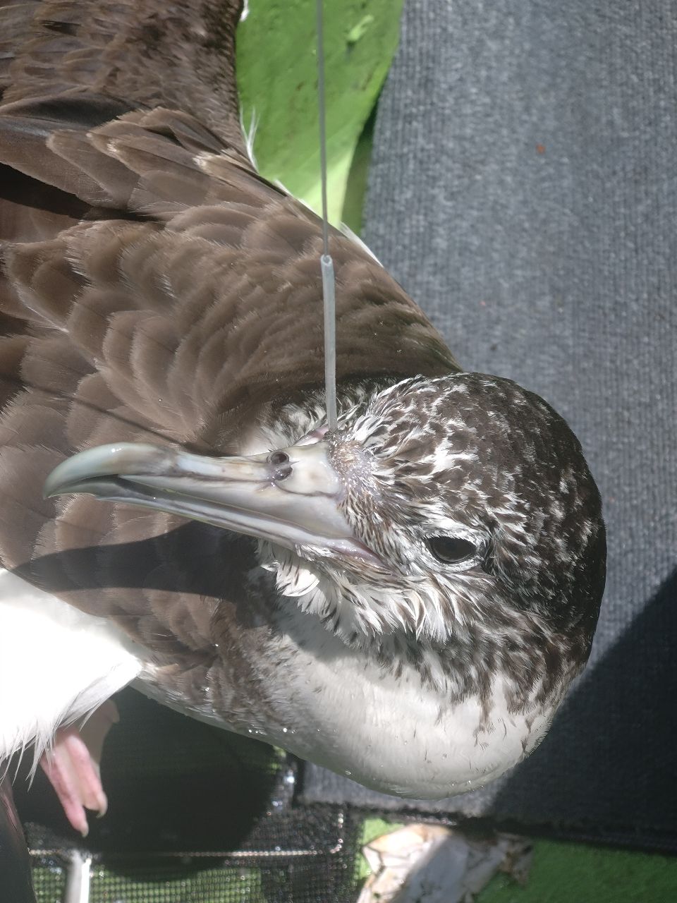 ユウチャンメンさんの釣果 2枚目の画像
