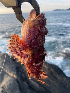 オニカサゴの釣果