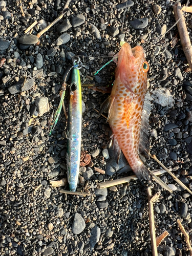 オオモンハタの釣果