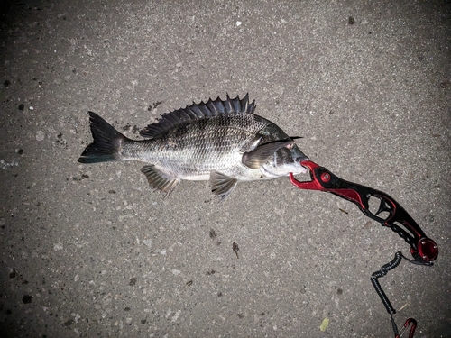 クロダイの釣果