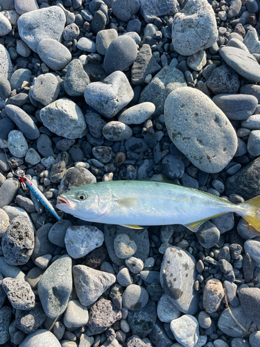 ワカシの釣果