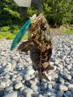 ムラソイの釣果