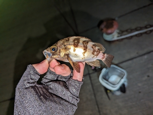 メバルの釣果