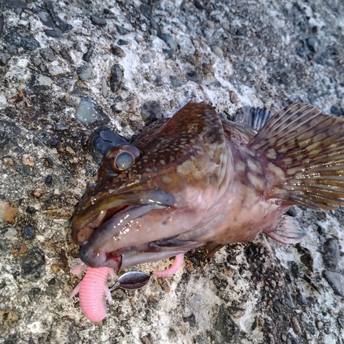 カサゴの釣果