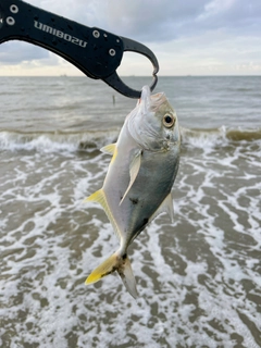 メッキの釣果