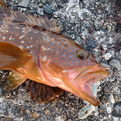 キジハタの釣果