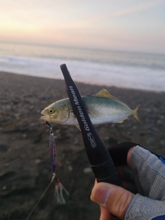 モジャコの釣果