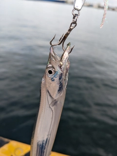 タチウオの釣果