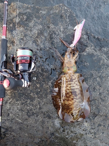 アオリイカの釣果