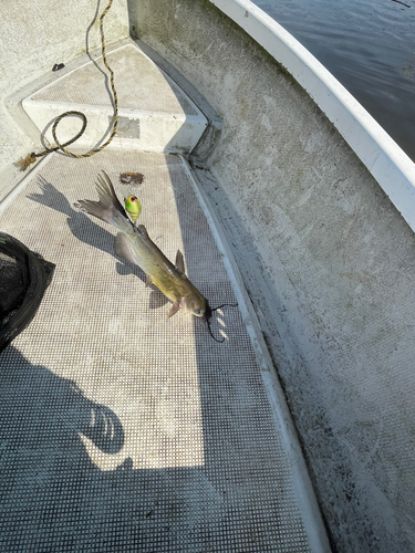 アメリカナマズの釣果