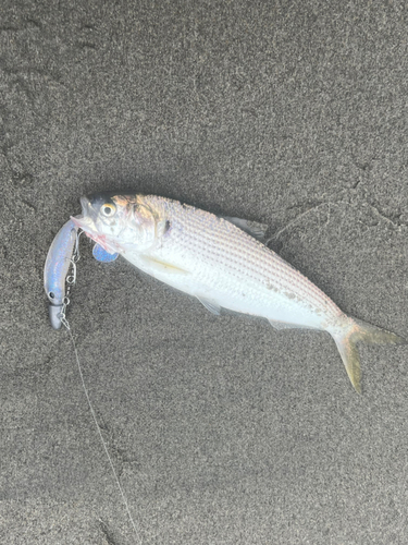 コノシロの釣果