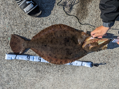 ヒラメの釣果