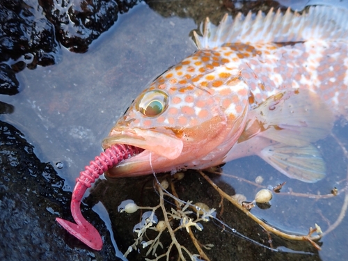 キジハタの釣果