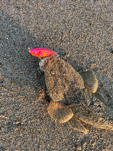 マゴチの釣果