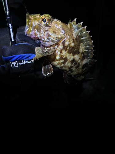 タケノコメバルの釣果