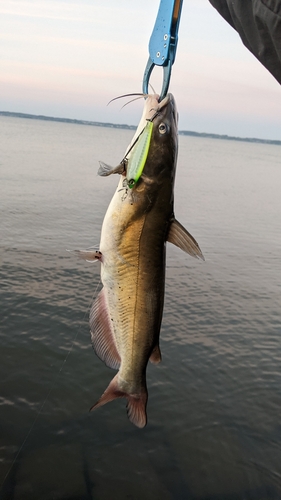 アメリカナマズの釣果