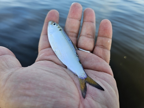 サッパの釣果