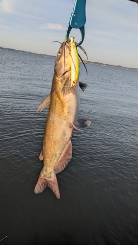 アメリカナマズの釣果