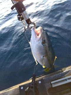 ワラサの釣果