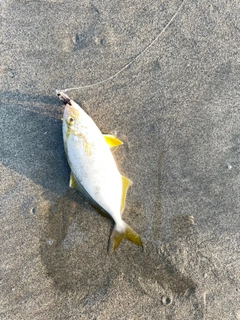 ショゴの釣果