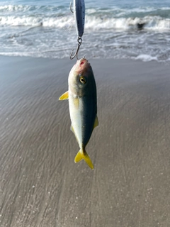 ワカシの釣果