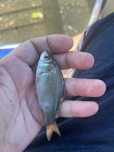 フナの釣果