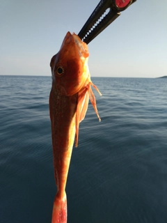 ホウボウの釣果