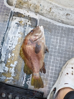 コショウダイの釣果