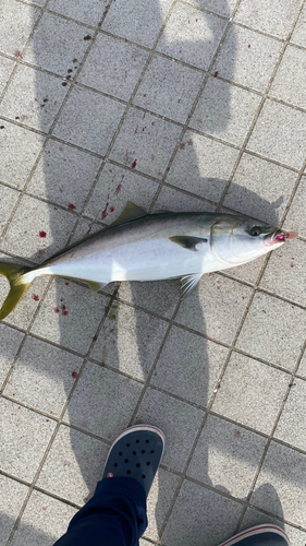 ハマチの釣果