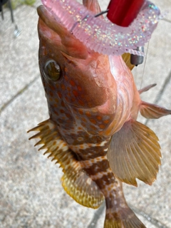 キジハタの釣果