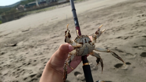 カニの釣果