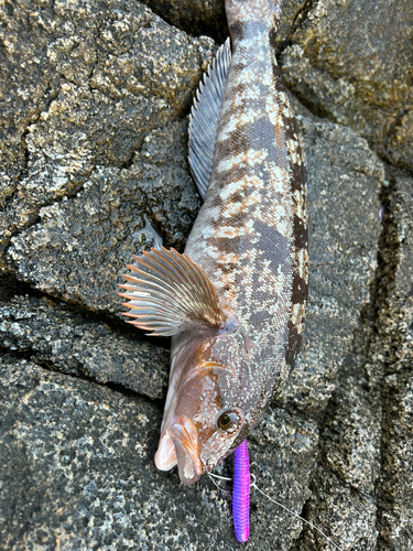 アイナメの釣果